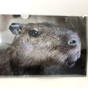 rik 8 クリアファイル(よりみち)