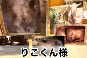 【りこくん様】