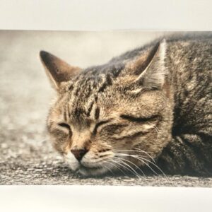 rik 11 ポストカード(ねこ2)