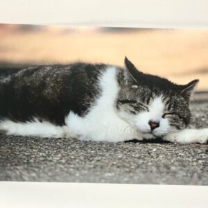 rik 10 ポストカード(ねこ1)